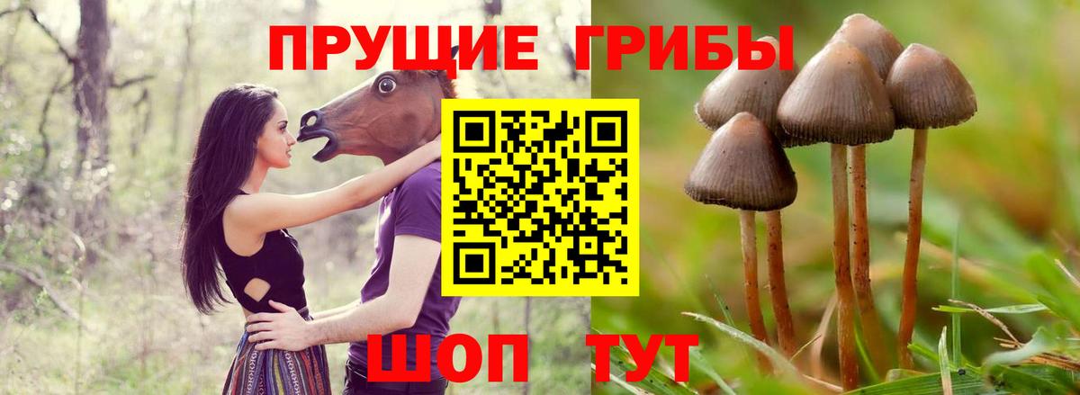 Шелехов  Псилоцибиновые грибы GOLDEN TEACHER  Вход с VPN 